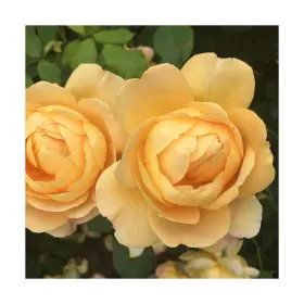 Heirloom Roses 402177393099 David Austin Rose Plant - Golden Celebration Yellow Bu