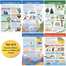 B01lwm0pu7 Newpath Learning 94-3502 The Six Kingdoms Bulletin Board Charts Set Of 5 12x18 F