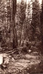 Rare 1890 Sun And Shade Photogravure Forest Trail - Pictorialism Stieglitz. Fixed Price $75.00.