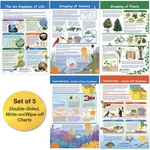 Newpath Learning 94-3502 The Six Kingdoms Bulletin Board Charts, 12 18 In.... Fixed Price $39.38.